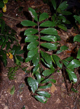 Image de Zamioculcas