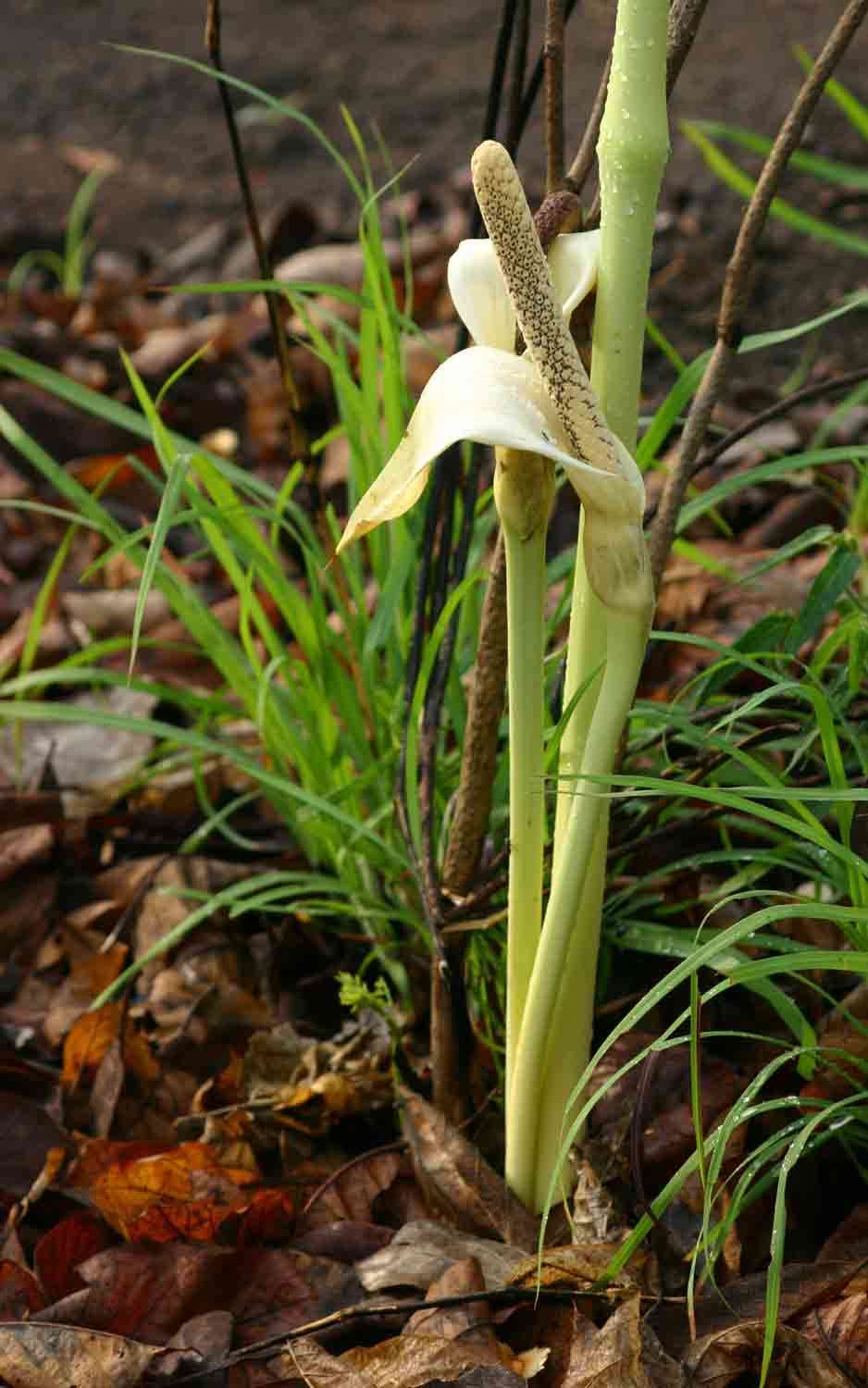 Image de Gonatopus