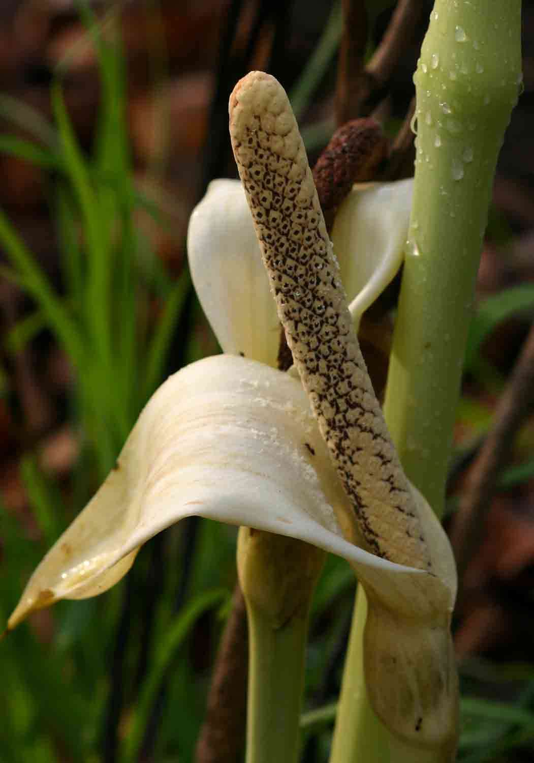 Image de Gonatopus