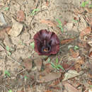 Image of Black arum