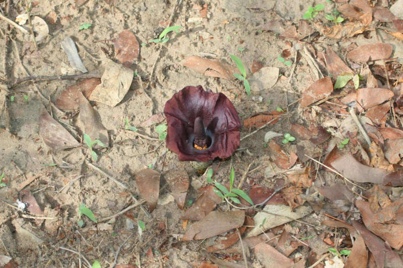 Image of amorphophallus