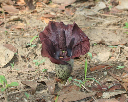 Image of amorphophallus