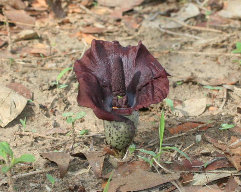 Image of amorphophallus