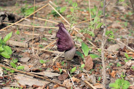 Amorphophallus resmi