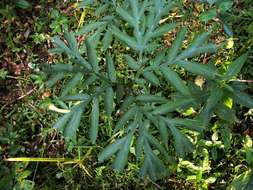 Image of amorphophallus