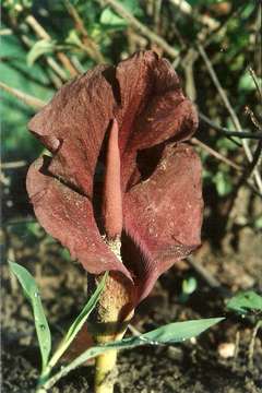 Image of amorphophallus