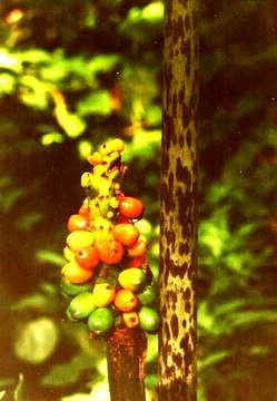 Image of amorphophallus