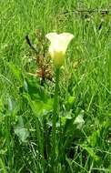 Image of spotted calla lily