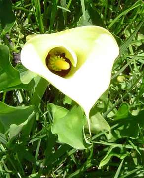 Image of spotted calla lily