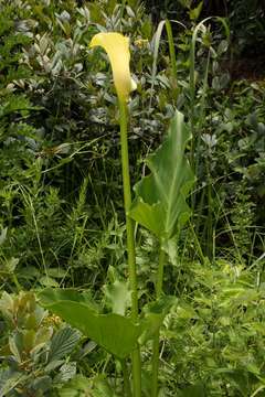 Image of spotted calla lily