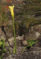 Image of spotted calla lily