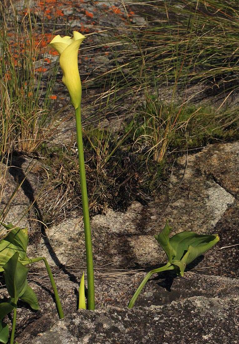 Image of spotted calla lily