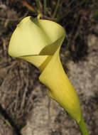 Image of spotted calla lily