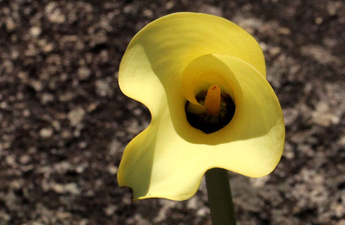 Image of spotted calla lily