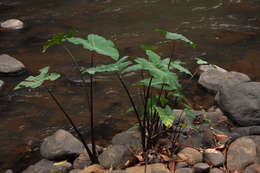 Image of colocasia