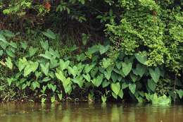 Image of colocasia