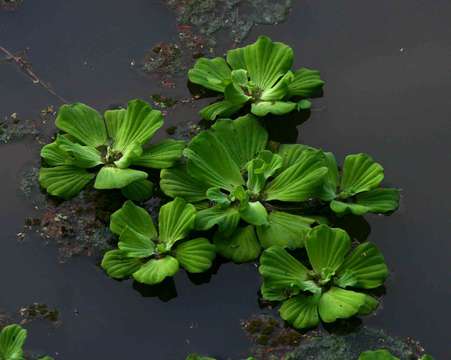 Image of pistia