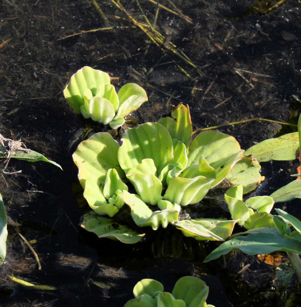 Image of pistia