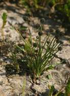 Image of Eriocaulon abyssinicum Hochst.