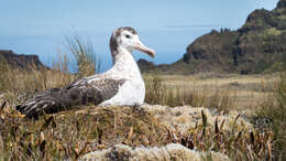 Amsterdam albatrosu resmi