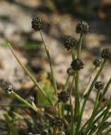 Image of Eriocaulon abyssinicum Hochst.