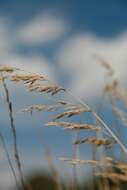 Image of feather reed grass