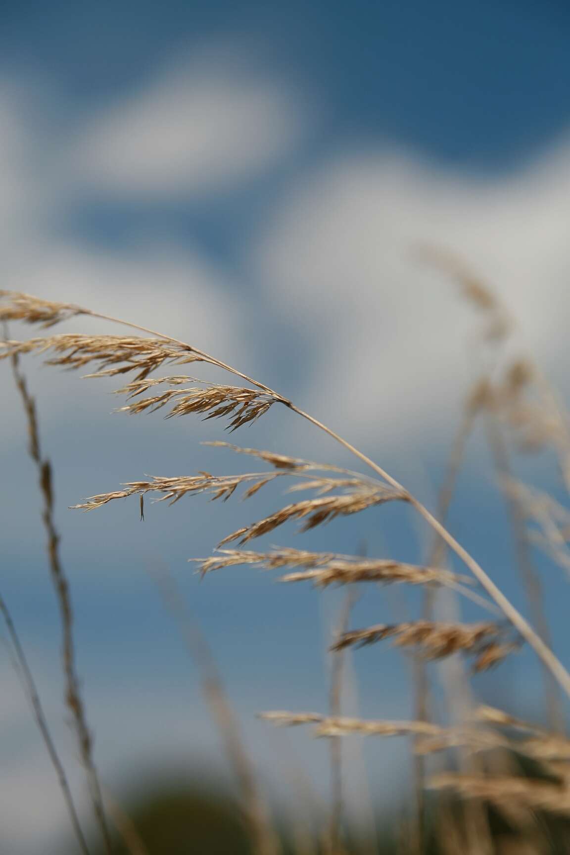 Image of feather reed grass