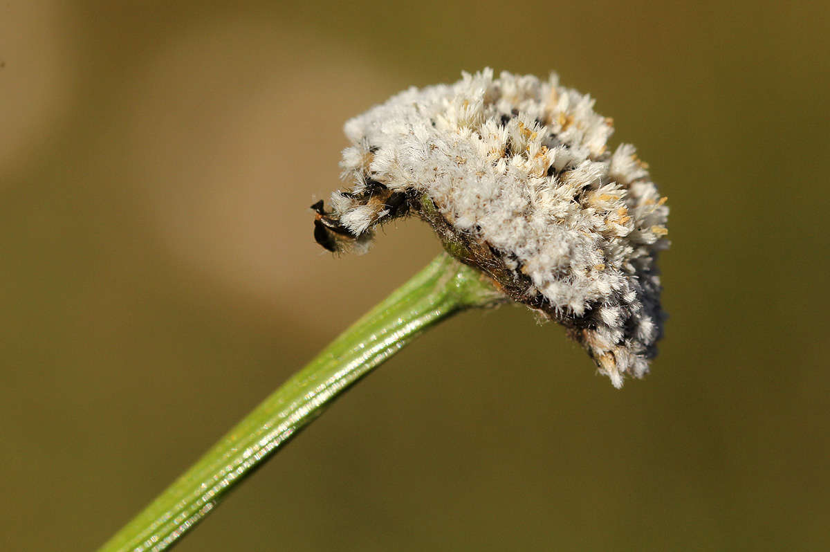 Imagem de Mesanthemum