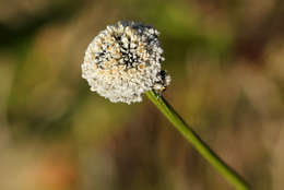 Imagem de Mesanthemum