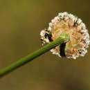 Imagem de Mesanthemum africanum Moldenke