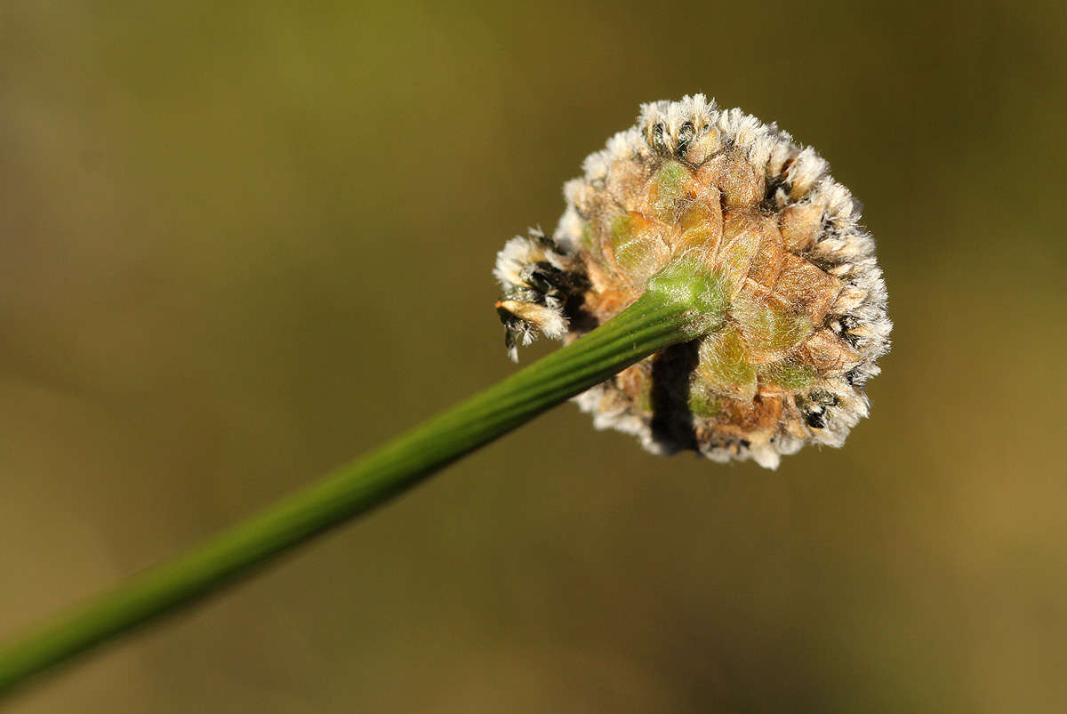 Imagem de Mesanthemum