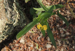 Imagem de Commelina africana L.