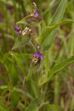 Image of <i>Commelina schweinfurthii</i> C. B. Clarke ssp. <i>ceciliae</i> (C. B. Clarke) Faden