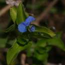 Image of <i>Commelina <i>diffusa</i></i> Burm. fil. ssp. diffusa