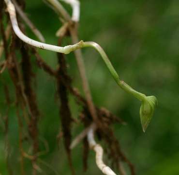 صورة Commelina forskaolii Vahl