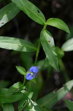 صورة Commelina forskaolii Vahl