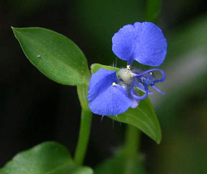 صورة Commelina forskaolii Vahl