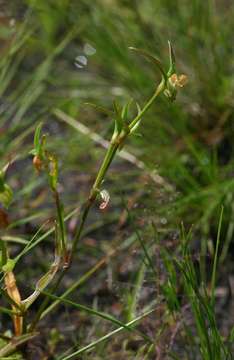 صورة Commelina subulata Roth