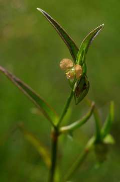 Image of Commelina subulata Roth