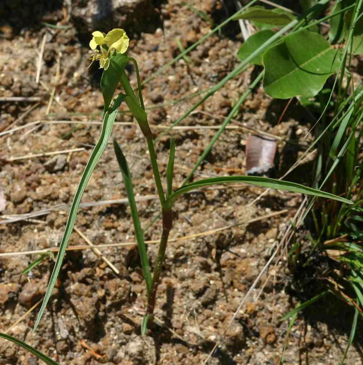 Image of Commelina welwitschii C. B. Clarke