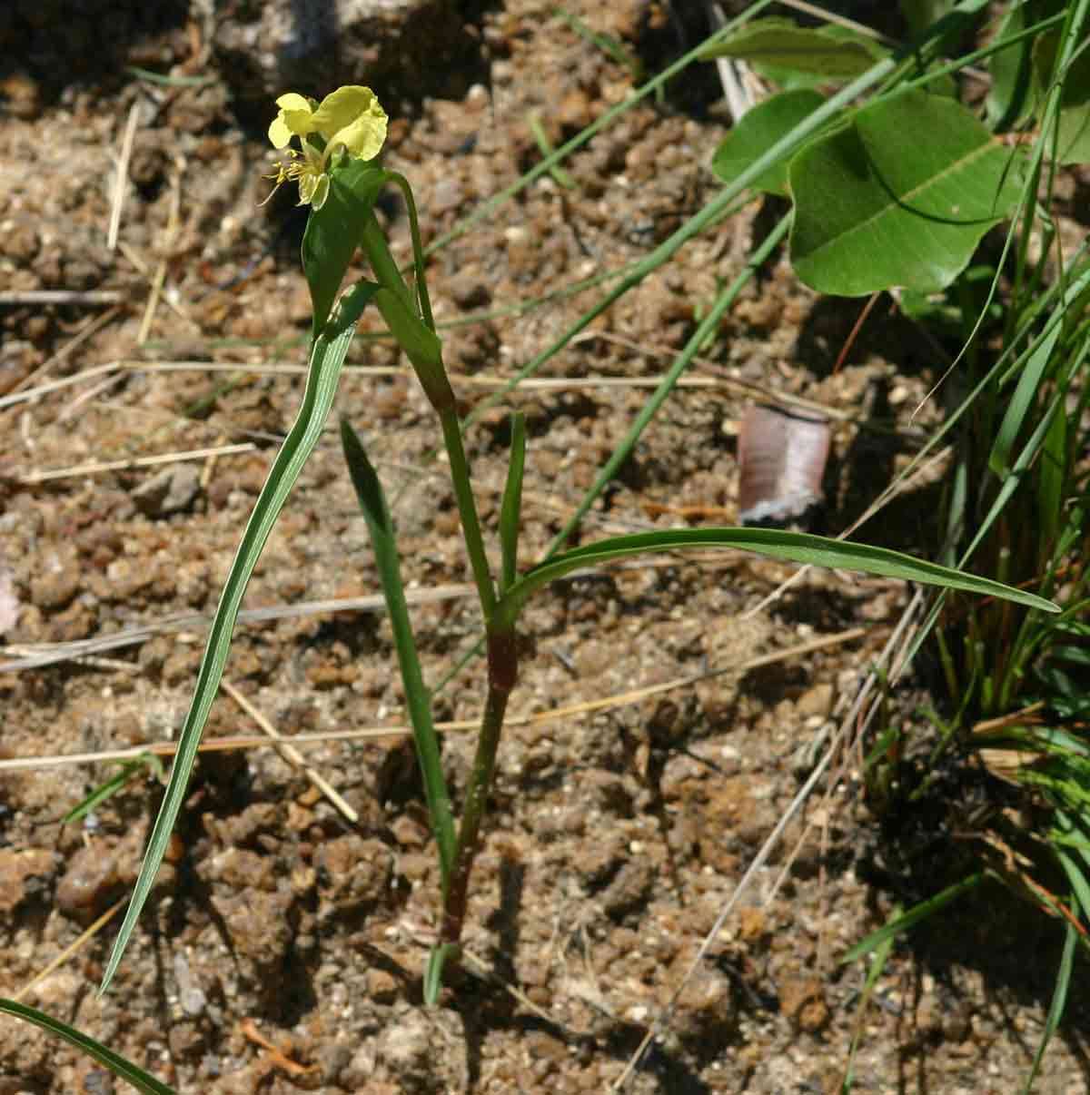 Image de Commelina welwitschii C. B. Clarke