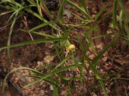 Image of Commelina welwitschii C. B. Clarke