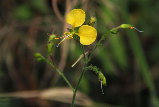 Image of aneilema