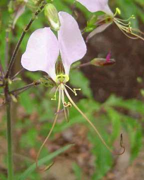 Image of Aneilema hockii De Wild.