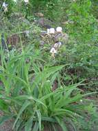 Image of Aneilema hockii De Wild.