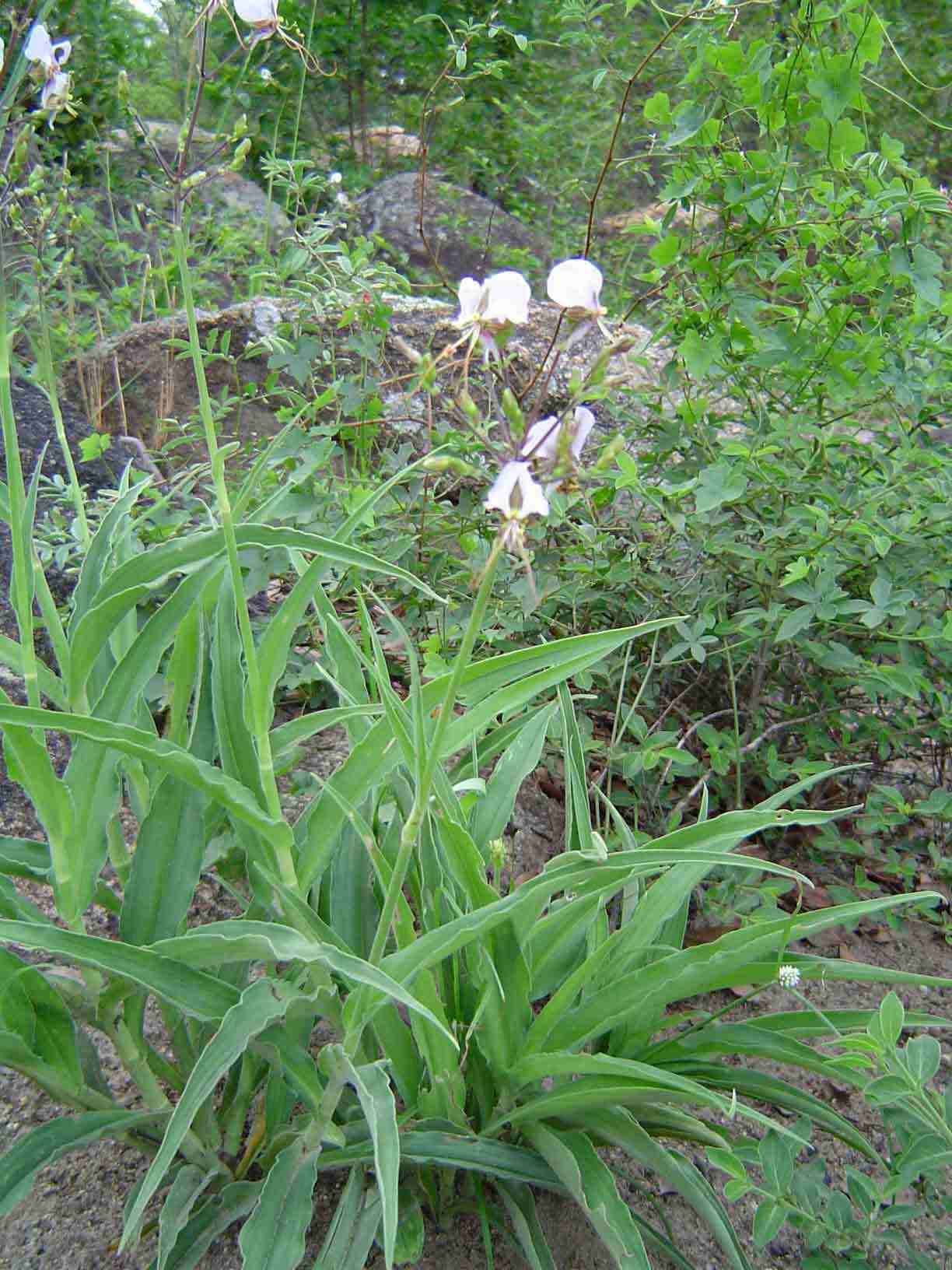 Image of Aneilema hockii De Wild.