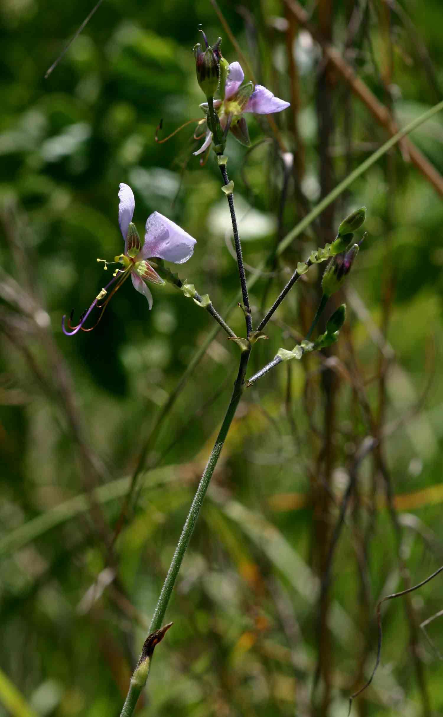 Image of Aneilema hockii De Wild.