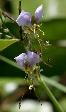 Image of Aneilema hockii De Wild.