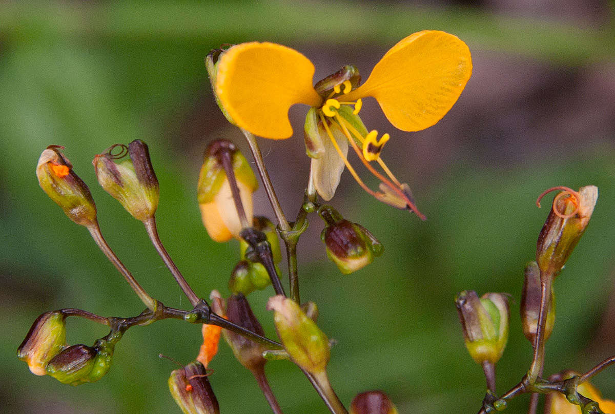 Image of Aneilema johnstonii K. Schum.