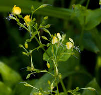 Image of Aneilema johnstonii K. Schum.